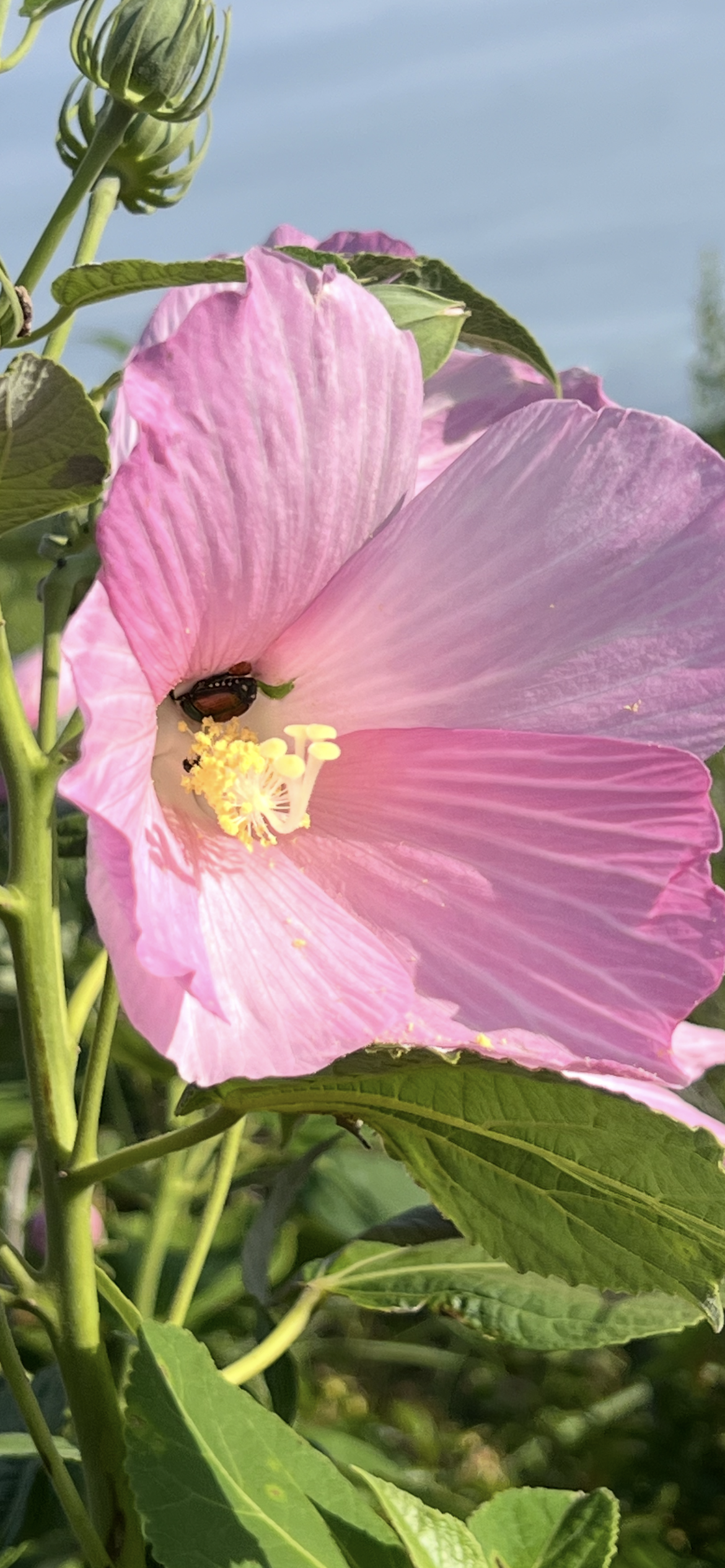 Beach rose in soft natural light representing reflection, identity, and personal growth